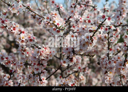 Spanien, Andalusien. Frühling Blumen. Mandelblüte in voller Blüte. (Selektive Fokus) Stockfoto