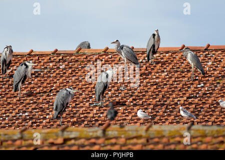 Heron Herde ruht auf einem roten Ziegeldach an der Grenze des Flusses Douro, Porto, Portugal. Stockfoto