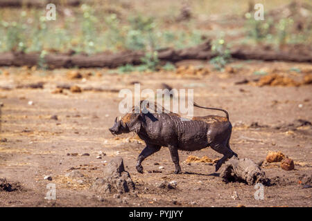 Gemeinsame Warzenschwein in Krüger Nationalpark, Südafrika; Specie Phacochoerus africanus Familie der Suidae Stockfoto