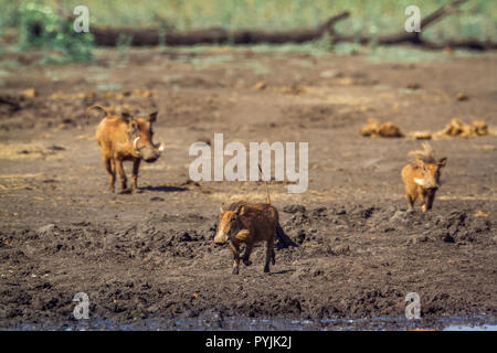 Gemeinsame Warzenschwein in Krüger Nationalpark, Südafrika; Specie Phacochoerus africanus Familie der Suidae Stockfoto
