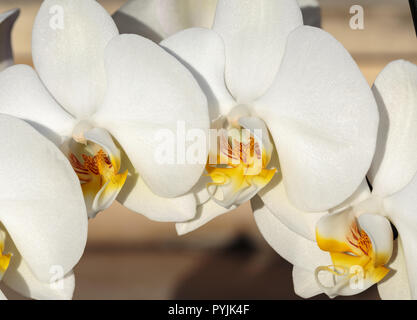 Weiße Orchidee im Garten Stockfoto