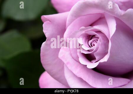 Rose - "Charles de Gaulle" Stockfoto