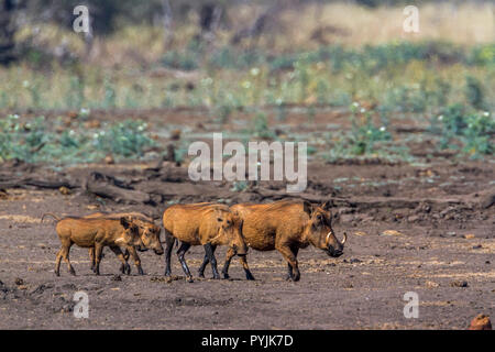 Gemeinsame Warzenschwein in Krüger Nationalpark, Südafrika; Specie Phacochoerus africanus Familie der Suidae Stockfoto