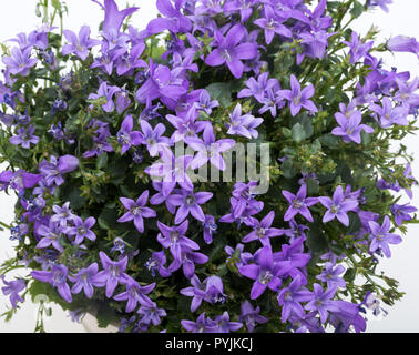 Schöne lebendige lila Feder Blume Busch Dalmatiner Glockenblume (Campanula Portenschlagiana) Stockfoto