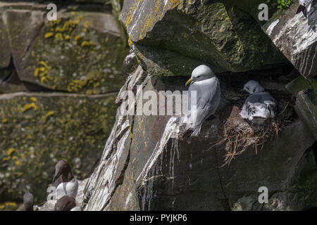 Schwarz-legged Dreizehenmöwen Verschachtelung auf die Klippen am ökologischen Cape St. Mary's finden Stockfoto