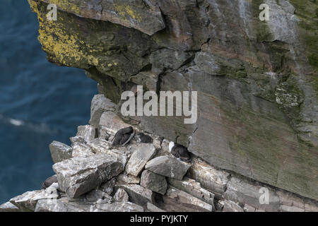 Common murre am Cape St. Mary's Ecological Reserve, Nesting auf Felsen auf der Klippe. Stockfoto