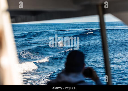 SAO MIGUEL, Azoren - Juni, 2018: Touristen auf eine Whale Watching Boot Stockfoto