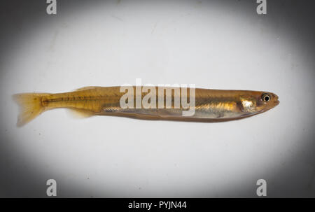 Neuseeland: Whitebait gebändert Kokupu (Galaxias fasciatus): juvenile Fische, Lokal "whitebait. Dies ist einer der fünf Arten von whitebait. Stockfoto