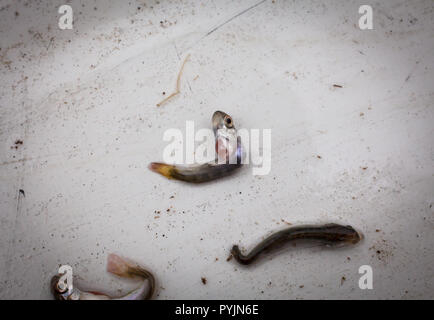 Chinook Lachs Braten Deformitäten. Diese Bundesrepublik Jugoslawien entstand als Eizellen in einem Brutplatz. Sie waren außerhalb der Brüterei ausgebrütet, in einem Tank neben einem kleinen Bach. Stockfoto