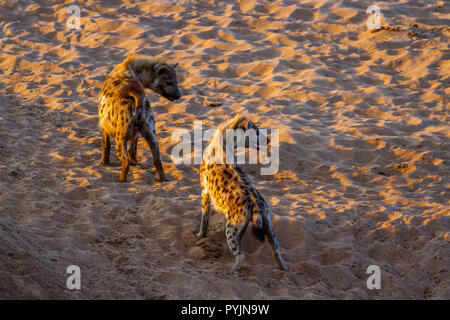 Tüpfelhyäne im Krüger Nationalpark, Südafrika; Gattung Crocuta crocuta Familie von Hyaenidae Stockfoto