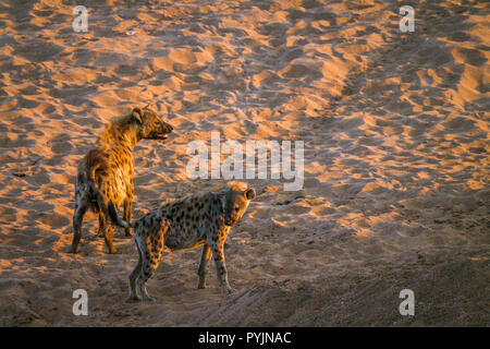 Tüpfelhyäne im Krüger Nationalpark, Südafrika; Gattung Crocuta crocuta Familie von Hyaenidae Stockfoto