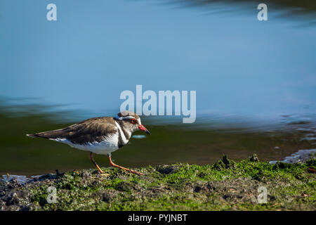 Drei gebändert Plover im Krüger Nationalpark, Südafrika; Specie tricollaris Familie von charadriidae Charadrius Stockfoto