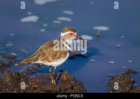 Drei gebändert Plover im Krüger Nationalpark, Südafrika; Specie tricollaris Familie von charadriidae Charadrius Stockfoto