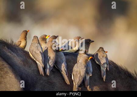 Gelbe Oxpecker im Krüger Nationalpark, Südafrika; Specie Buphagus africanus Familie von Buphagidae Stockfoto