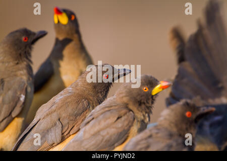 Gelbe Oxpecker im Krüger Nationalpark, Südafrika; Specie Buphagus africanus Familie von Buphagidae Stockfoto