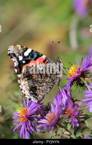 Red Admiral (Vanessa atalanta) am New England Aster Blüten an Prairie, Iowa, USA Stockfoto