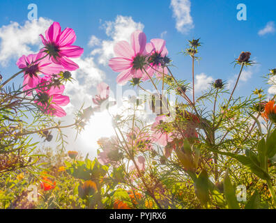 60 jährige Männlich Jogger an Wildblumen am Straßenrand steht, UK gepflanzt. Stockfoto