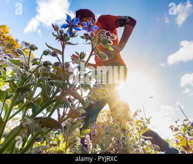 60 jährige Männlich Jogger an Wildblumen am Straßenrand steht, UK gepflanzt. Stockfoto