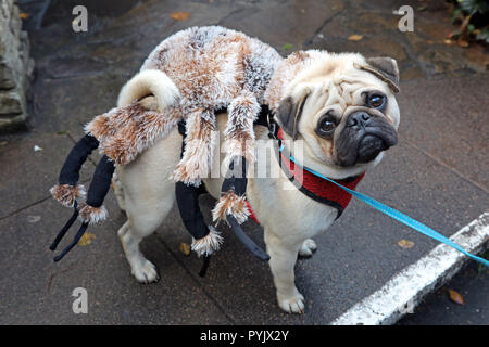 London, Großbritannien. 28. Oktober 2018. Finn ist gekleidet, wie Spiderpug an der Alle Hunde Egal, Halloween Hund spazieren, Hampstead Heath, London, UK. Die jährlichen Weg erfolgt Mittel für die Liebe, die zu individuellen Kleinmöbeln verarbeitet und findet Wohnungen für Hunde zu heben. Quelle: Paul Brown/Alamy leben Nachrichten Stockfoto