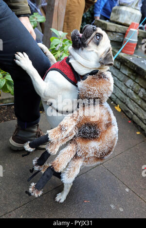 London, Großbritannien. 28. Oktober 2018. Finn ist gekleidet, wie Spiderpug an der Alle Hunde Egal, Halloween Hund spazieren, Hampstead Heath, London, UK. Die jährlichen Weg erfolgt Mittel für die Liebe, die zu individuellen Kleinmöbeln verarbeitet und findet Wohnungen für Hunde zu heben. Quelle: Paul Brown/Alamy leben Nachrichten Stockfoto