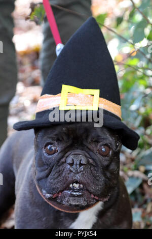 London, Großbritannien. 28. Oktober 2018. Louie die Französische Bulldogge auf der Alle Hunde Egal, Halloween Hund spazieren, Hampstead Heath, London, UK. Die jährlichen Weg erfolgt Mittel für die Liebe, die zu individuellen Kleinmöbeln verarbeitet und findet Wohnungen für Hunde zu heben. Quelle: Paul Brown/Alamy leben Nachrichten Stockfoto