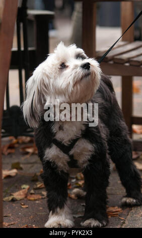 London, Großbritannien. 28 Okt, 2018. Alle Hunde Egal, Halloween Hund spazieren und Hampstead Heath London UK. 28. Oktober 2018. Die Veranstaltung bringt Kapital für ihre Hunde benötigen Wohnungen. Credit: Natasha Balletta / alamy Leben Nachrichten Stockfoto