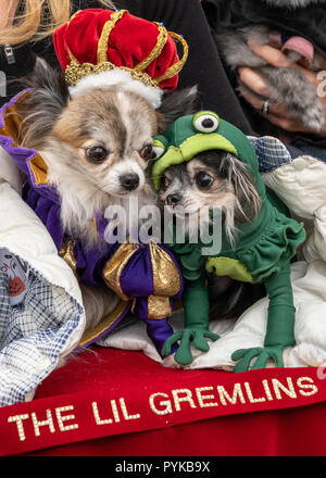 New York, USA, 28. Oktober 2018. Hunde Cora (L) und Rainfarn sind wie der Prinz und der Frosch Kostüme während der 28. jährlichen Tompkins Square Halloween hund Parade in New York City gekleidet. Credit: Enrique Ufer/Alamy leben Nachrichten Stockfoto