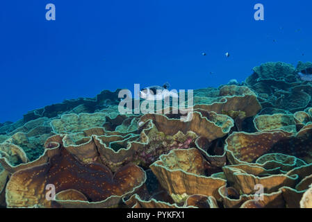 Red Sea, Marsa Alam, Ägypten, Afrika. 30. Juli, 2018. Masked Puffer, Arothron diadematus Schwimmen über Coral Kolonien Mycedium, Salat Coral Credit: Andrey Nekrasov/ZUMA Draht/Alamy leben Nachrichten Stockfoto