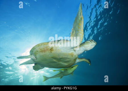 Red Sea, Marsa Alam, Ägypten, Afrika. 8 Aug, 2018. Grüne Meeresschildkröte, Chelonia mydas mit schiffshalter Echeneis naucrates Fischen, Schwimmen im blauen Wasser der Credit: Andrey Nekrasov/ZUMA Draht/Alamy leben Nachrichten Stockfoto