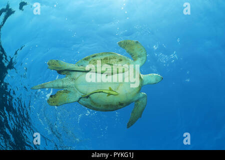 Red Sea, Marsa Alam, Ägypten, Afrika. 8 Aug, 2018. Grüne Meeresschildkröte, Chelonia mydas mit zwei schiffshalter Echeneis naucrates Fischen, Schwimmen im blauen Wasser der Credit: Andrey Nekrasov/ZUMA Draht/Alamy leben Nachrichten Stockfoto