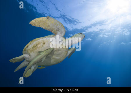 Red Sea, Marsa Alam, Ägypten, Afrika. 10 Aug, 2018. Grüne Meeresschildkröte, Chelonia mydas mit schiffshalter Echeneis naucrates Fischen, Schwimmen im blauen Wasser der Credit: Andrey Nekrasov/ZUMA Draht/Alamy leben Nachrichten Stockfoto