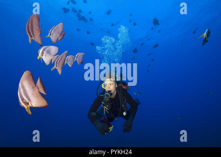 Indischer Ozean, Malediven. 11 Feb, 2018. Weibliche Taucher schwimmen mit Schule von Fledermausfischen, Platax teira Longfin im blauen Wasser der Credit: Andrey Nekrasov/ZUMA Draht/Alamy leben Nachrichten Stockfoto