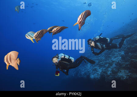 Indischer Ozean, Malediven. 11 Feb, 2018. Weibliche Taucher schwimmen mit Schule von Fledermausfischen, Platax teira Longfin im blauen Wasser der Credit: Andrey Nekrasov/ZUMA Draht/Alamy leben Nachrichten Stockfoto