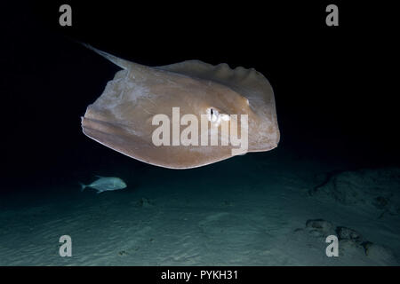 Indischer Ozean, Malediven. 4. Sep 2017. Rosa Whipray, Himantura fai Schwimmen über sandigen Boden in der Nacht Kreditkarten: Andrey Nekrasov/ZUMA Draht/Alamy leben Nachrichten Stockfoto