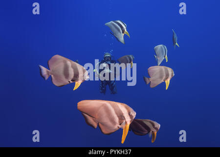 Indischer Ozean, Malediven. 11 Feb, 2018. Weibliche Taucher schwimmen mit Schule von Fledermausfischen, Platax teira Longfin im blauen Wasser der Credit: Andrey Nekrasov/ZUMA Draht/Alamy leben Nachrichten Stockfoto