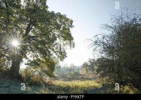 Kidderminster, Großbritannien. 29. Oktober, 2018. UK Wetter: Es gibt zwar immer noch auf dem Boden, es ist mir ein Vergnügen, die Sonne zu sehen, nach unglaublich kalt an diesem Morgen beginnen. Quelle: Lee Hudson/Alamy leben Nachrichten Stockfoto