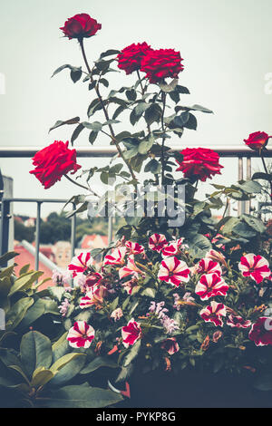 Herbst Balkon Garten mit Rosen und Petunia. Verschiedene Blumen Töpfe und dekorativen Pflanzen Blätter auf der Terrasse. Urban Gardening Stockfoto