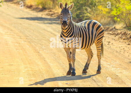 Afrikanische Zebra stehend auf der Schotterpiste. Game Drive Safari im Marakele National Park, Teil des Waterberg Biosphäre in der Limpopo Provinz, Südafrika in der Nähe von Johannesburg und Pretoria. Stockfoto