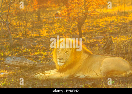 Erwachsene männliche Löwen in der Savanne bei Sonnenaufgang das Licht in den Krüger National Park, Südafrika. Panthera leo in der Natur Lebensraum. Der Löwe ist ein Teil der Großen Fünf. Stockfoto