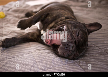 Nahaufnahme brindle Französische Bulldogge spielen mit seinem Spielzeug auf dem Bett Stockfoto