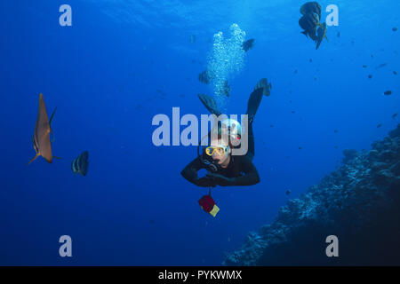 Weibliche Taucher schwimmen mit Schule von Fledermausfischen, Platax teira Longfin im blauen Wasser Stockfoto