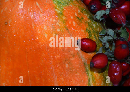 Herbst Ernte in verschiedenen Zusammensetzungen. Orange Kürbis, Hund - rose Früchte und Blätter im Herbst. Stockfoto
