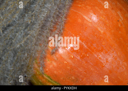 Herbst Ernte - Ziergräser und orange Kürbis. Stockfoto