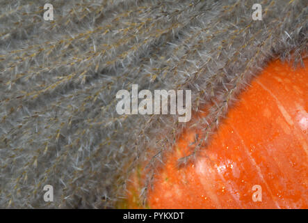 Herbst Ernte - Ziergräser und orange Kürbis. Stockfoto