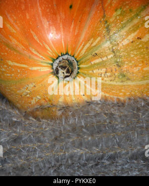 Herbst Ernte - Ziergräser und orange Kürbis. Stockfoto