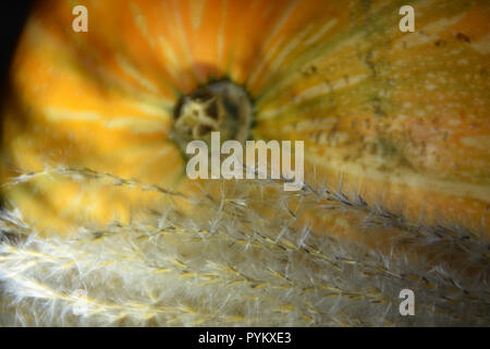 Herbst Ernte - Ziergräser und orange Kürbis. Stockfoto