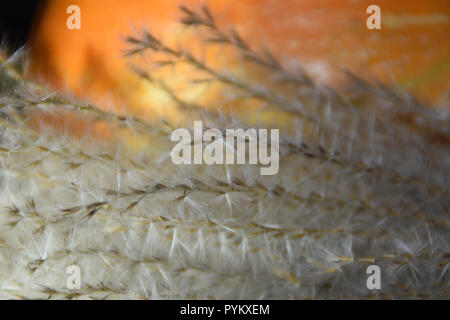 Herbst Ernte - Ziergräser und orange Kürbis. Stockfoto