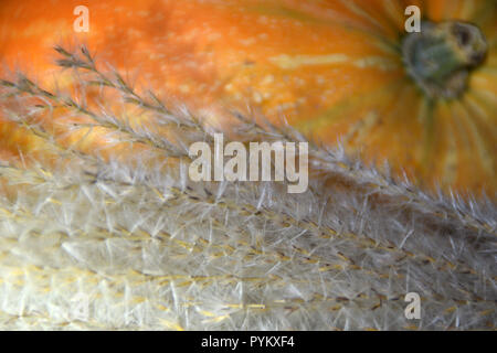 Herbst Ernte - Ziergräser und orange Kürbis. Stockfoto