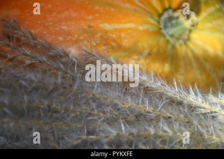 Herbst Ernte - Ziergräser und orange Kürbis. Stockfoto