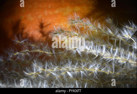 Herbst Ernte - Ziergräser und orange Kürbis. Stockfoto